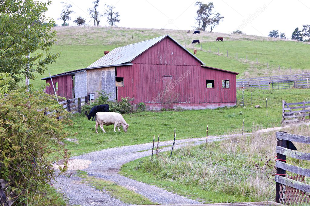 Red barn with cows in pasture