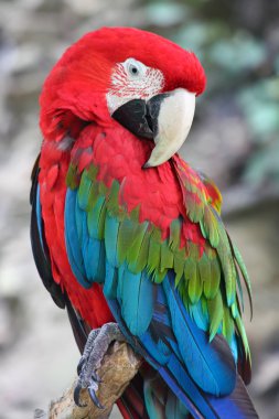 Colorful parrot clipart