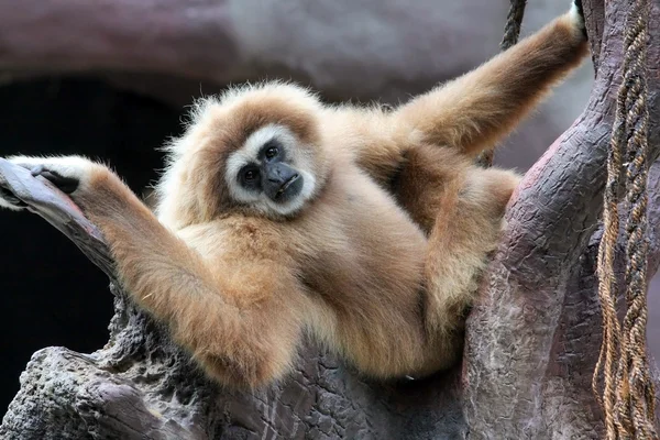 Gibbon (Hylobates Lar) — Stock Photo, Image
