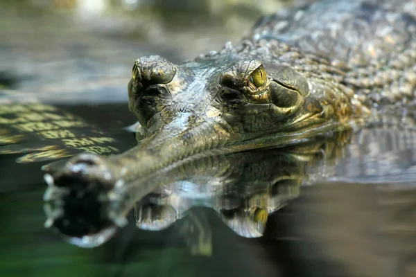 stock image Gharial (Gavialis gangeticus)