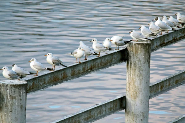 stock image Gulls sitting in a row