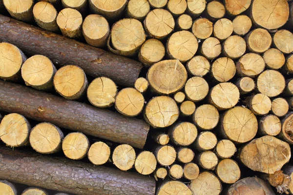 Trä loggar — Stockfoto