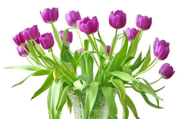 Фиолетовые тюльпаны — стоковое фото