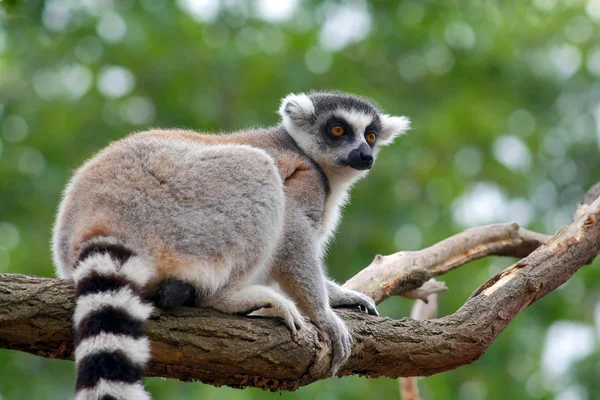 Lemur catter — Stockfoto