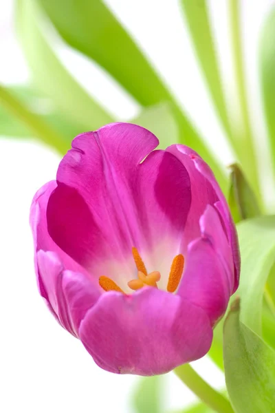 stock image Violet tulip