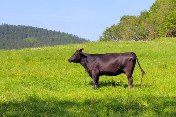 Vaca em pasto — Fotografia de Stock