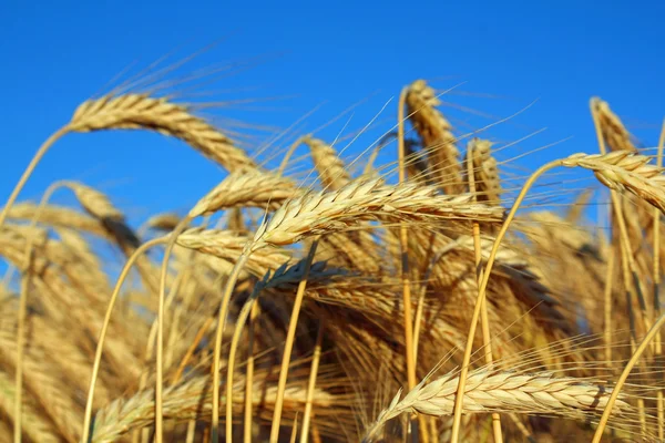 金色成熟的小麦 — 图库照片
