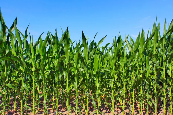 Kukorica zöldmezős — Stock Fotó