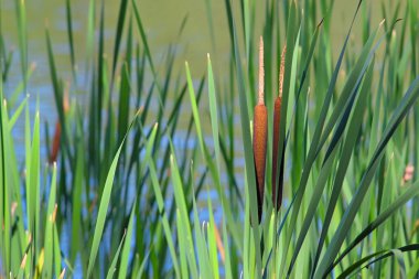 Reed Mace clipart