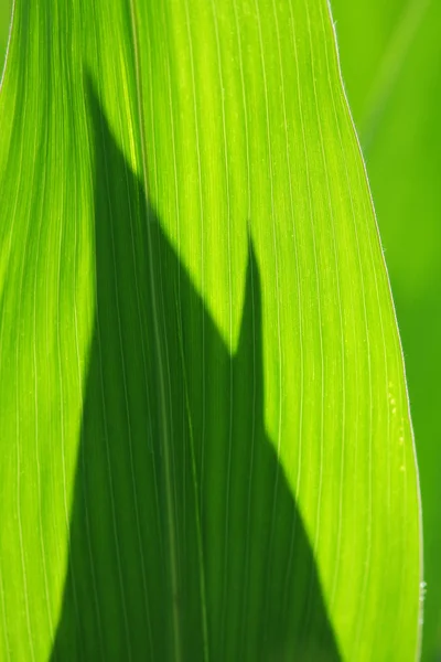 Liści kukurydzy — Zdjęcie stockowe