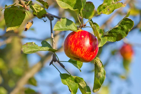 Manzana en árbol —  Fotos de Stock