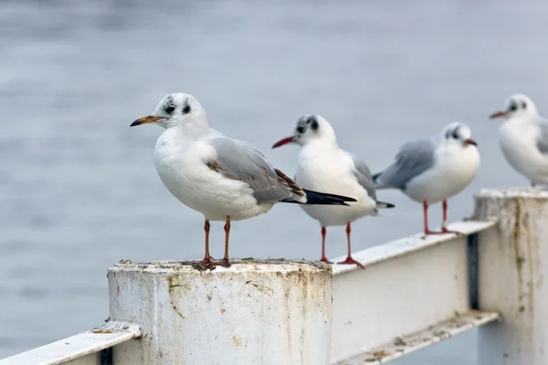 stock image Sitting gulls