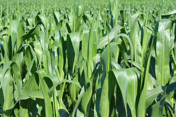Zelené pole kukuřice — Stock fotografie