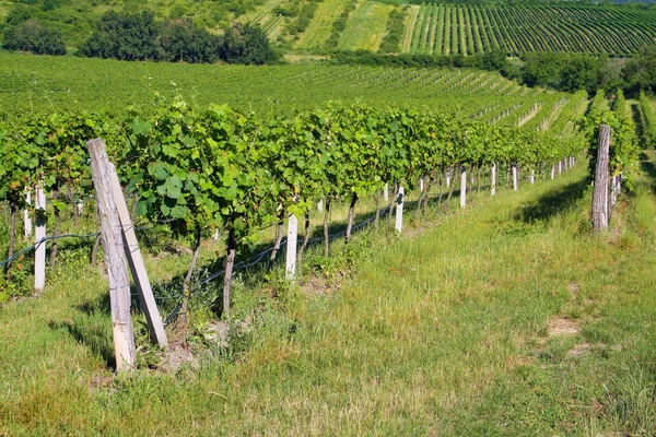 stock image Vineyard