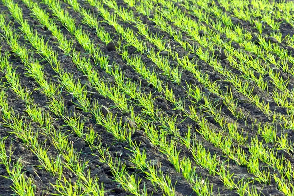 Young wheat plants — Stock Photo, Image