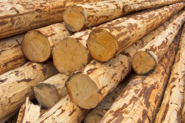 Debarked logs clipart