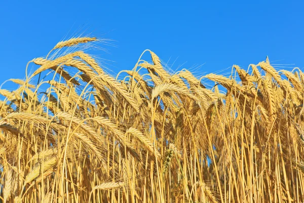 Золотая спелая пшеница — стоковое фото