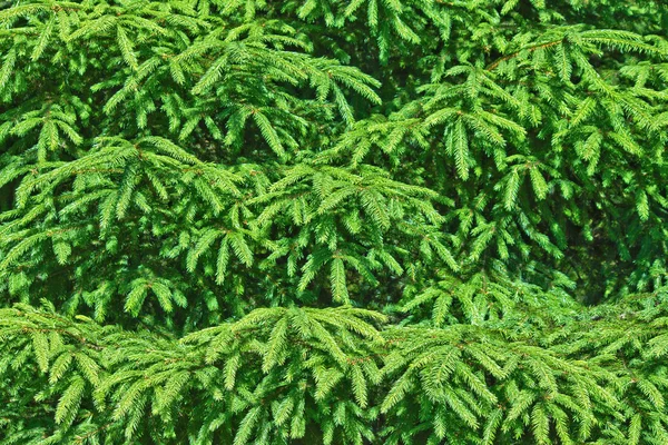 Spruce trädet bakgrund — Stockfoto