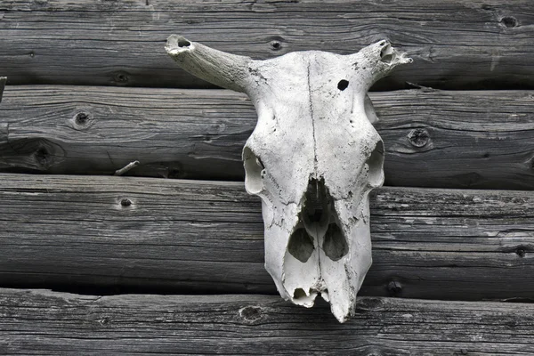 Cráneo de vaca — Foto de Stock