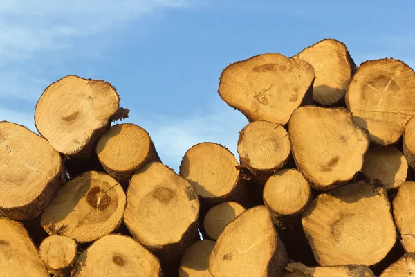 Log kayu — Stok Foto