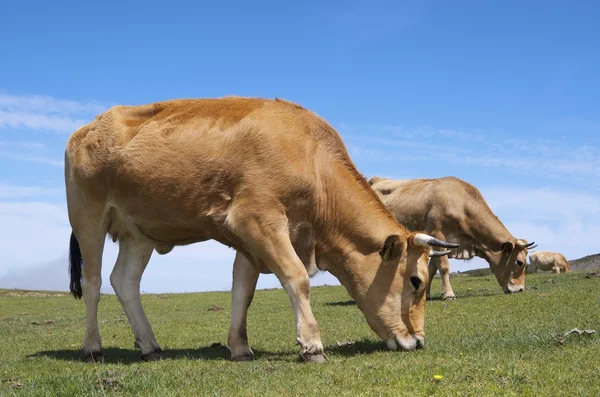 Vaca em Covadonga — Fotografia de Stock