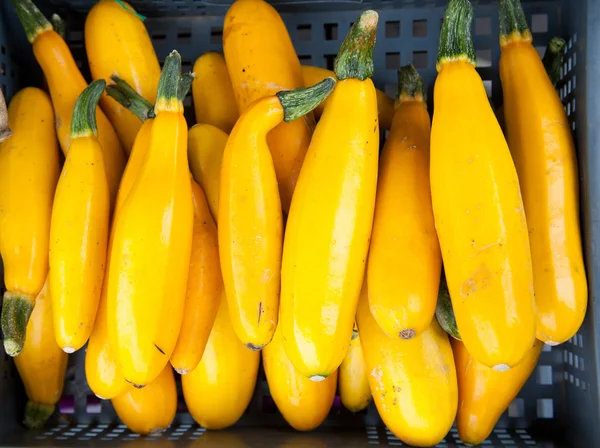 Stock image Organic-rich mountain zucchini