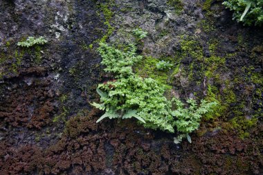 yosunlu taşlar