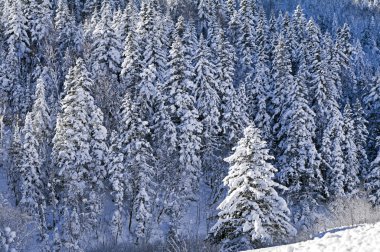 Winter fir clipart