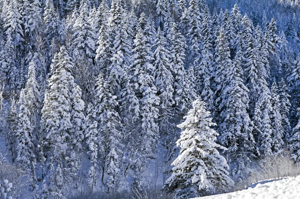Vintergran — Stockfoto