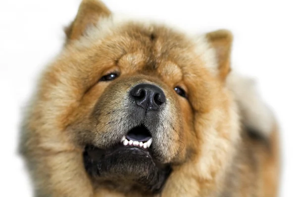 Raça de cão Chow-chow, retrato de perto — Fotografia de Stock