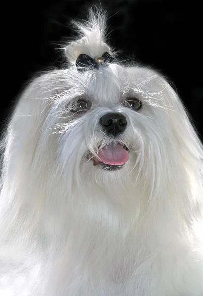 Maltese lap dog — Stock Photo, Image