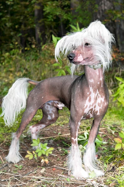 Kinesisk nakenhund — Stockfoto