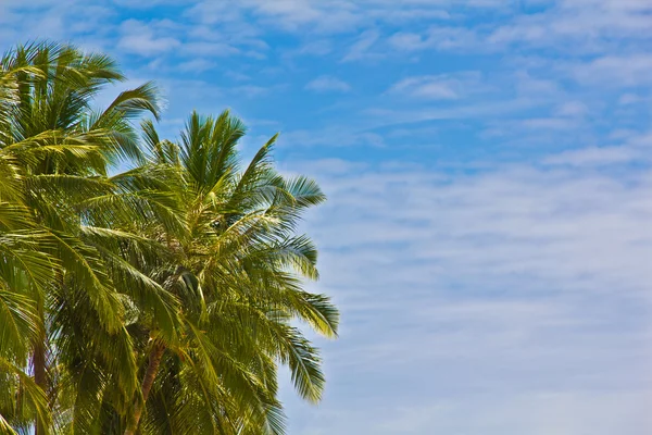 Green palm trees against a blue sky — Stock Photo, Image
