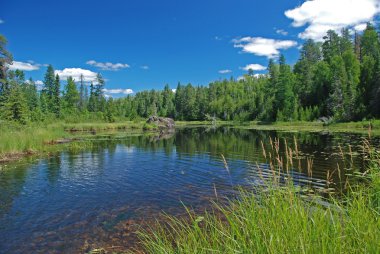 Marsh in the Quetico clipart