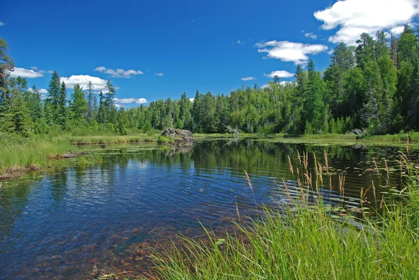 Marsh in the Quetico — Stock Photo, Image