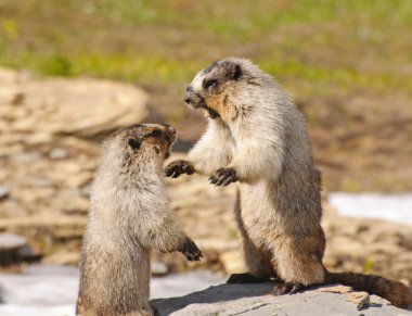 Marmots fighting for Territory clipart