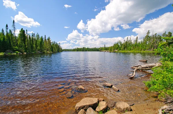 Summertime in the North Woods — Stock Photo, Image