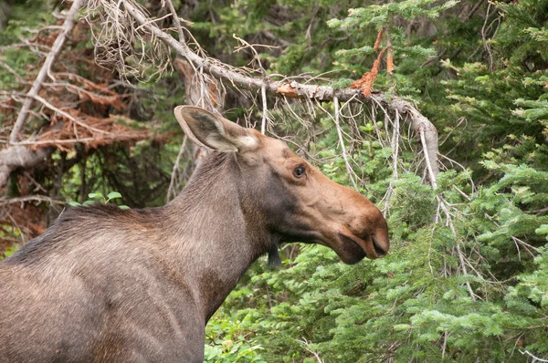 Young Moose in the woods — Stock Photo, Image