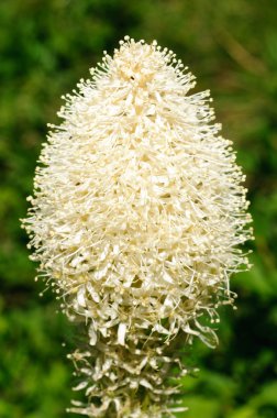 Closeup of Beargrass in the wild clipart