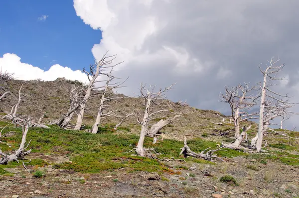 Kmeny stromů proti bouřlivá obloha — Stock fotografie
