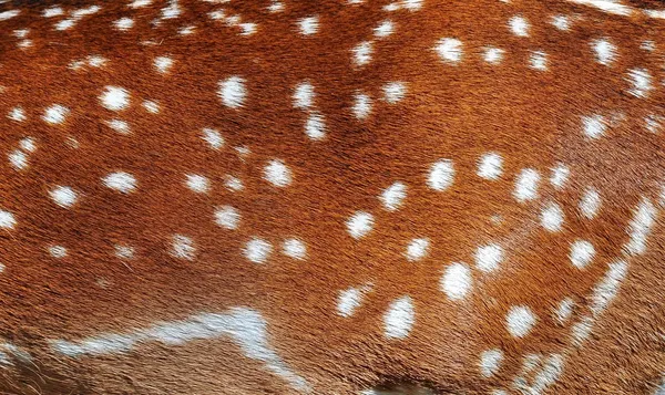 Dibujo sobre la piel de un ciervo —  Fotos de Stock