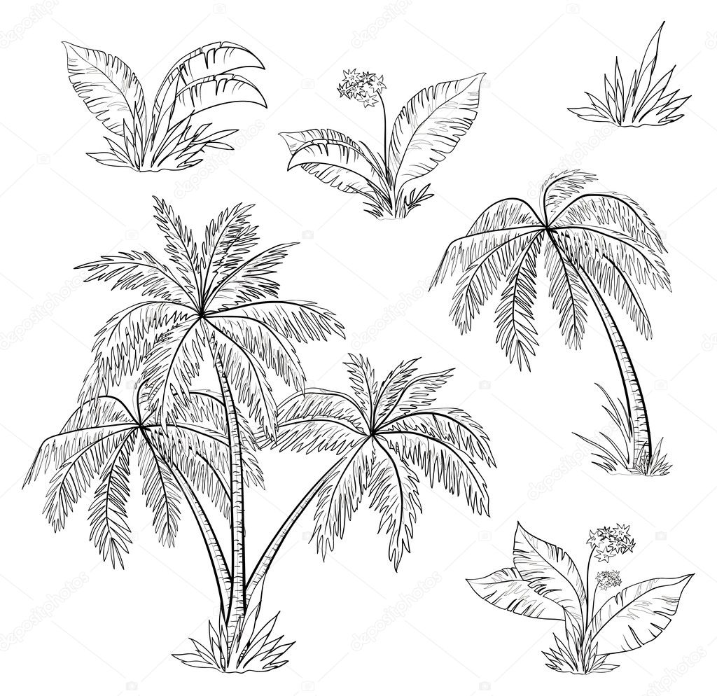 palm tree drawing outline - Petra Dorn