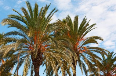 palmiye ağaçları - barcelona