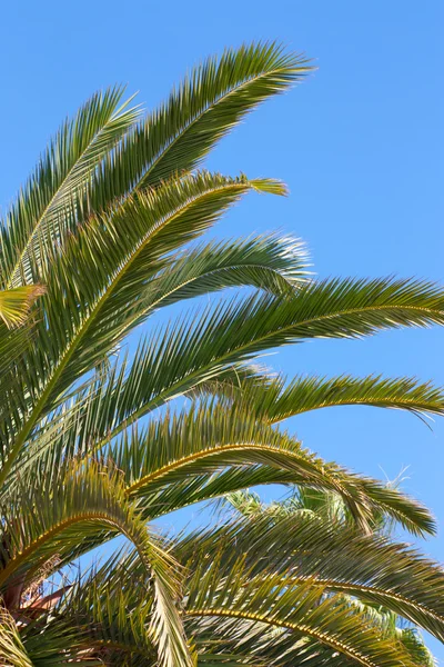 Palms - Close-up view — Stock Photo, Image