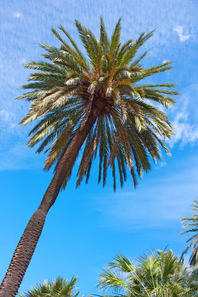 Palm trees — Stock Photo, Image