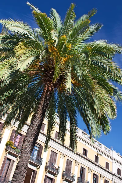 palmiye ağaçları ve Barcelona mimarisi