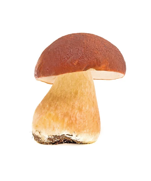 Forest mushroom - Boletus pinophilus — Stock Photo, Image