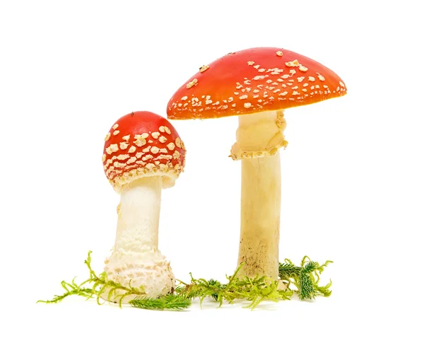 Cogumelo agárico voador — Fotografia de Stock