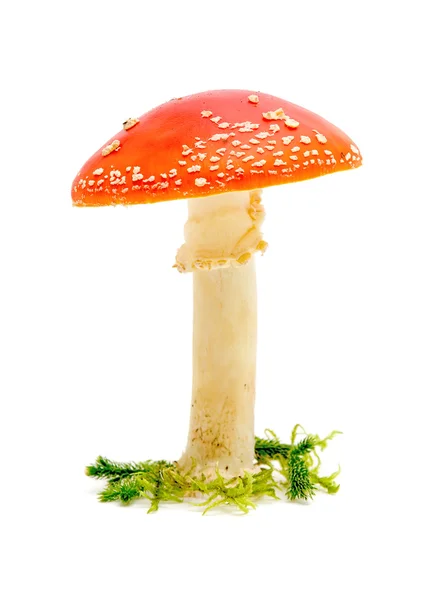 Grote fly agaric — Stockfoto