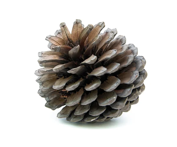 Pine cone on white background — Stock Photo, Image